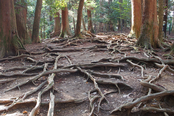 Big tree roots interlacing between each other.