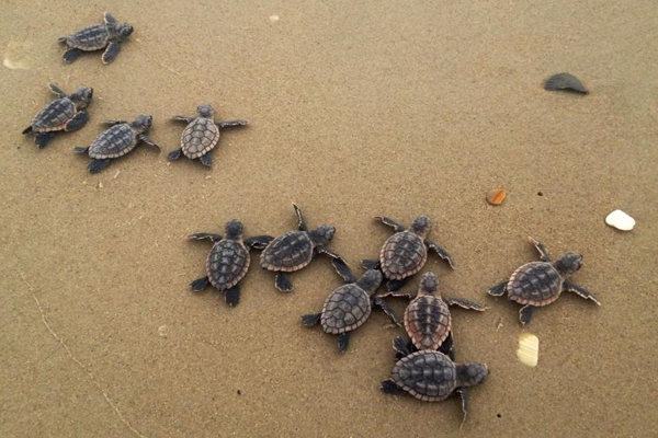 Sand turtles running to the sea.